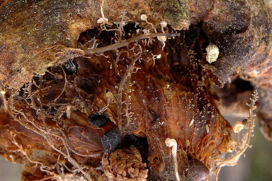 Collybia racemosa (Pers. : Fr.) Qul.